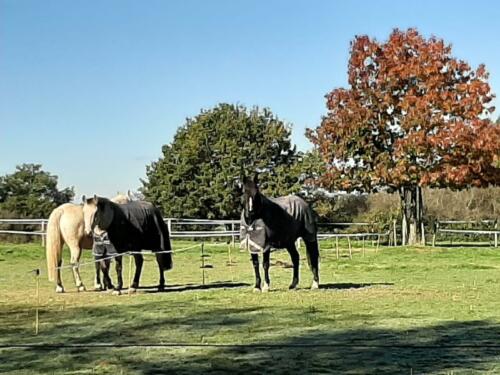 Olisun pension chevaux au pré